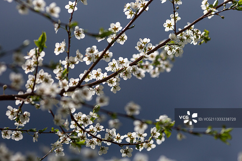 俄罗斯的春季樱花特写图片素材