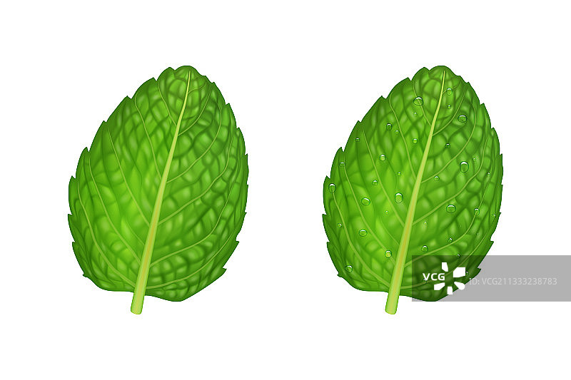 3D绿色新鲜薄荷叶图片素材