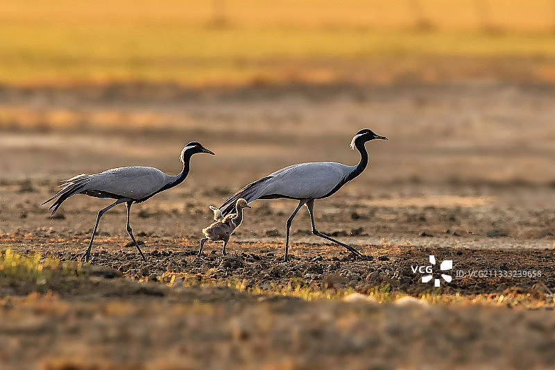 蓑衣鹤一家 国家一级保护野生动物图片素材