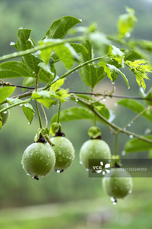 雨后的百香果图片素材