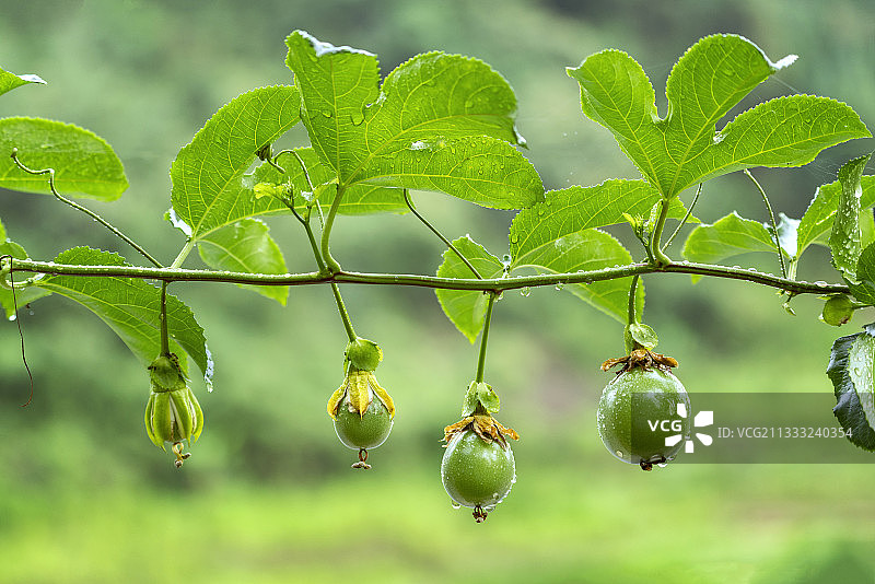 雨后的百香果图片素材