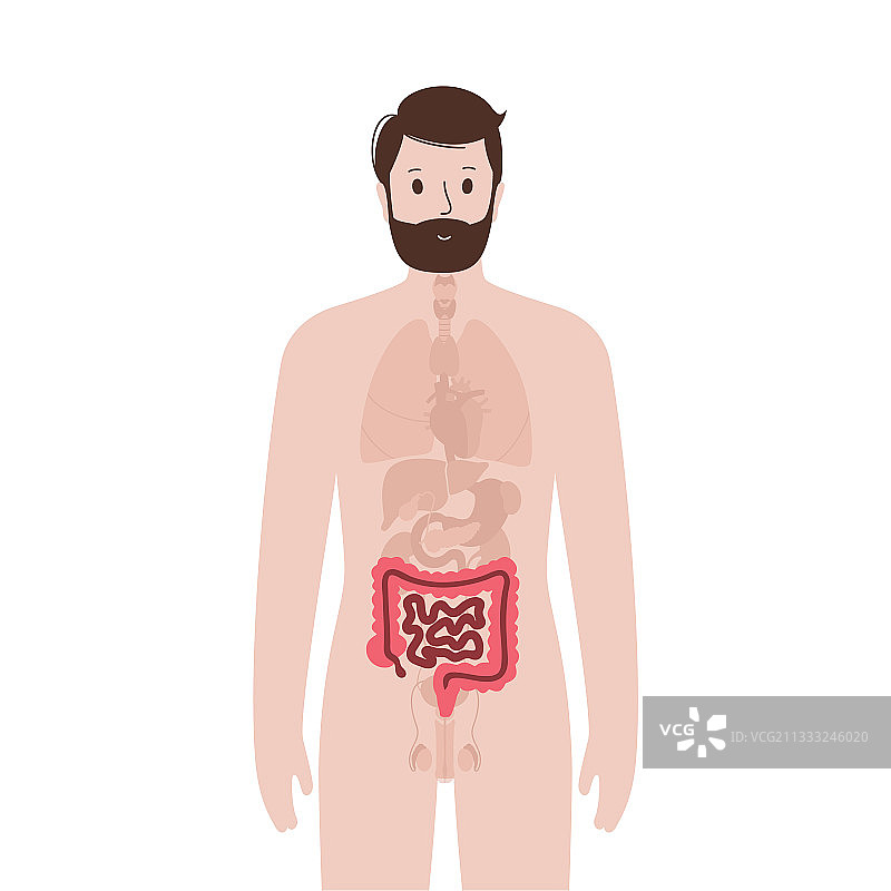 男性身体内部器官图片素材