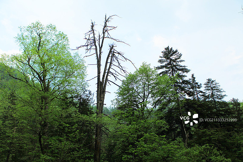 黑龙江镜泊湖火山口国家森林公园图片素材