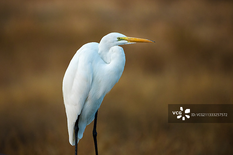 大白鹭 - Great Egret图片素材