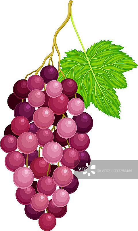 圆形悬挂浆果紫色葡萄串图片素材