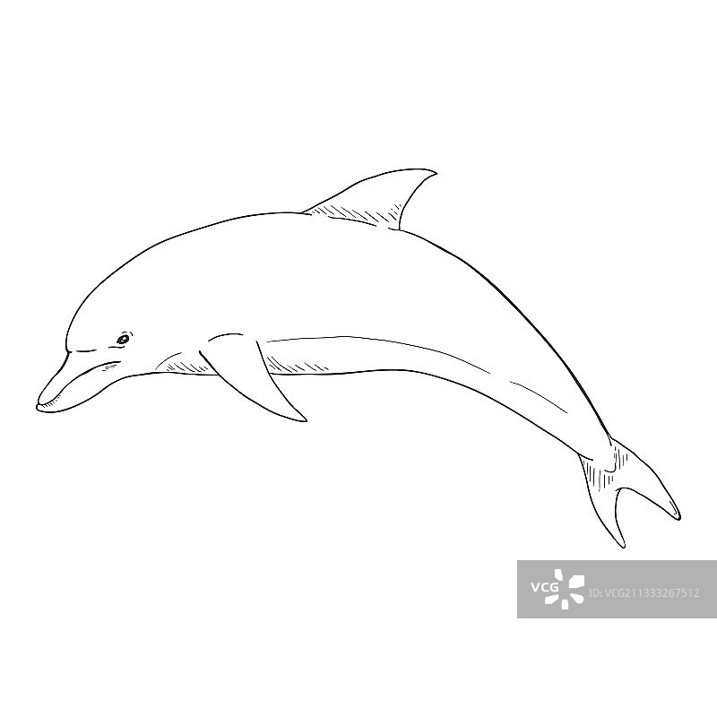 海豚草图图片素材