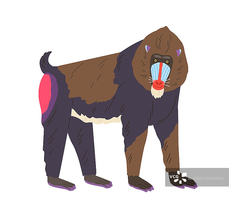 站在四条腿上的山魈或狒狒标本图片素材