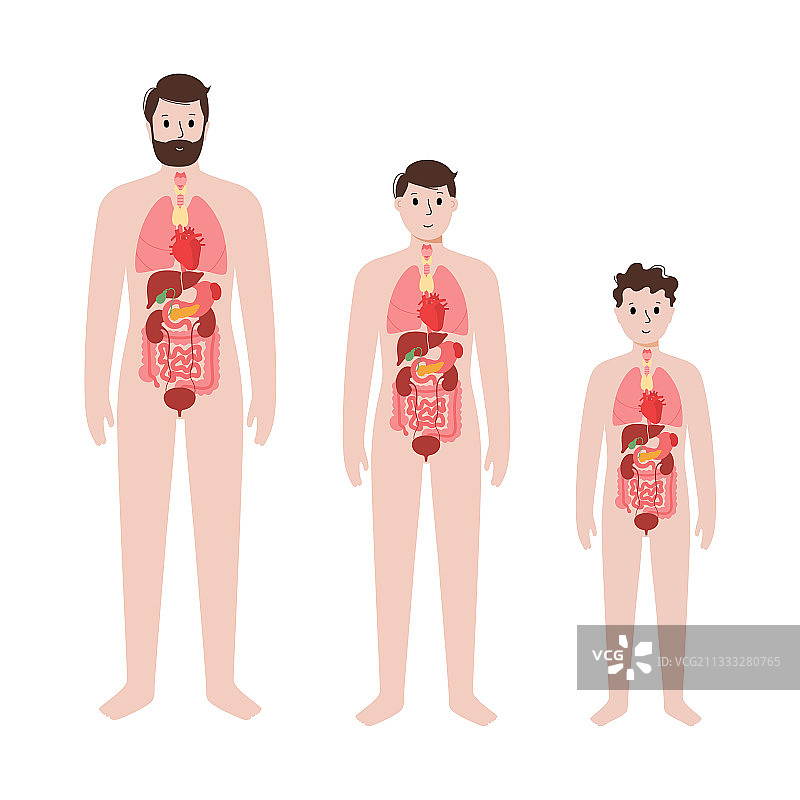 男性身体内部器官图片素材
