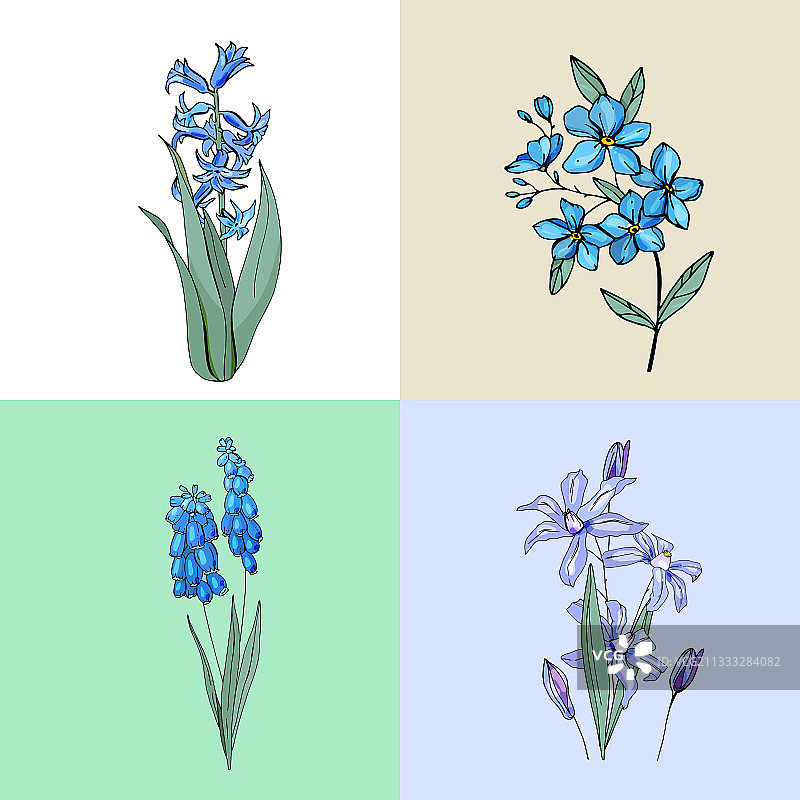 报春花球茎装饰植物图片素材