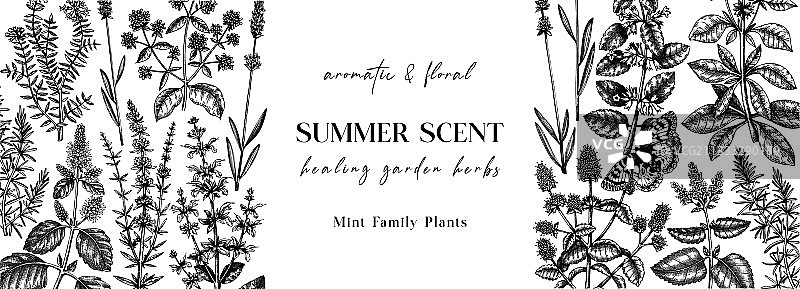 手绘药用草本banner设计（薄荷）图片素材