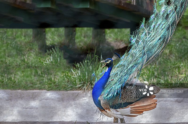 孔雀开屏图片素材