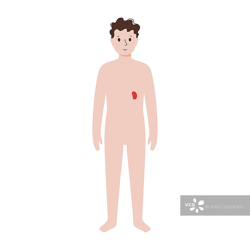 男性身体内部器官图片素材