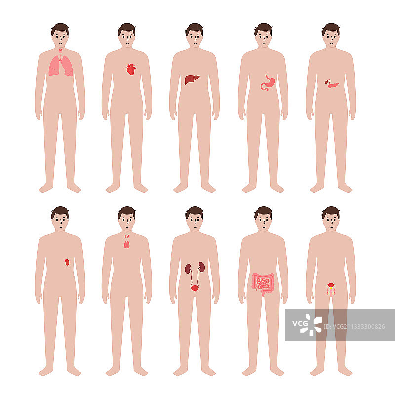 男性身体内部器官图片素材