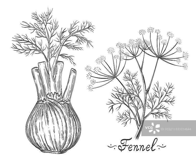 茴香香料植物素描图片素材