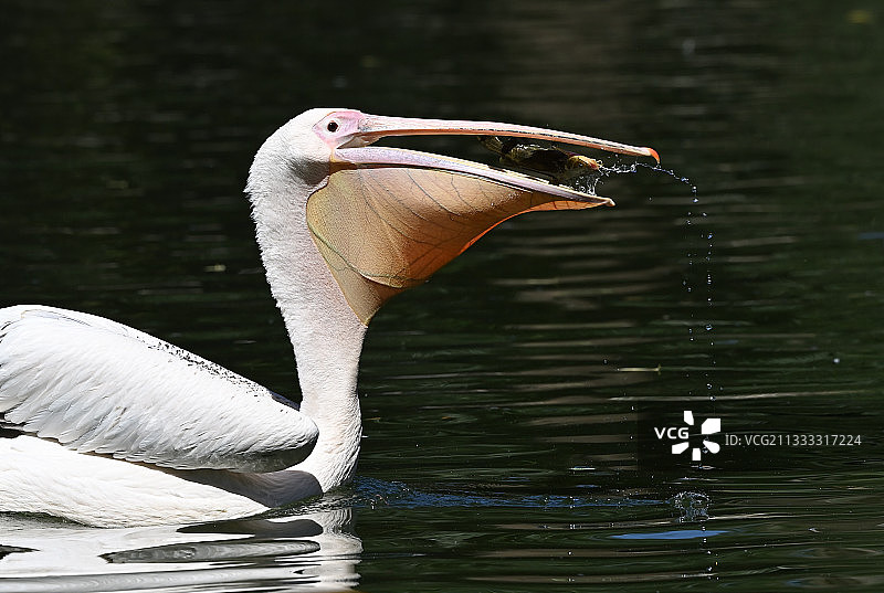 鹈鹕也疯狂图片素材