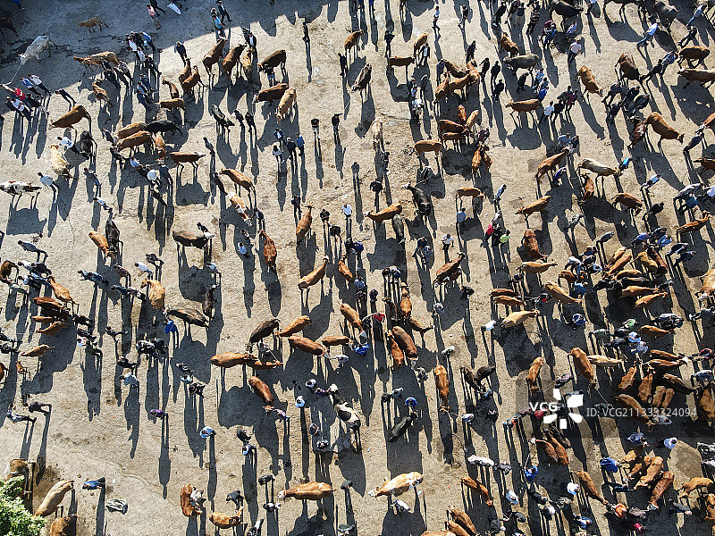 贵州省遵义市凤冈县绥阳镇的大牲畜交易市场图片素材