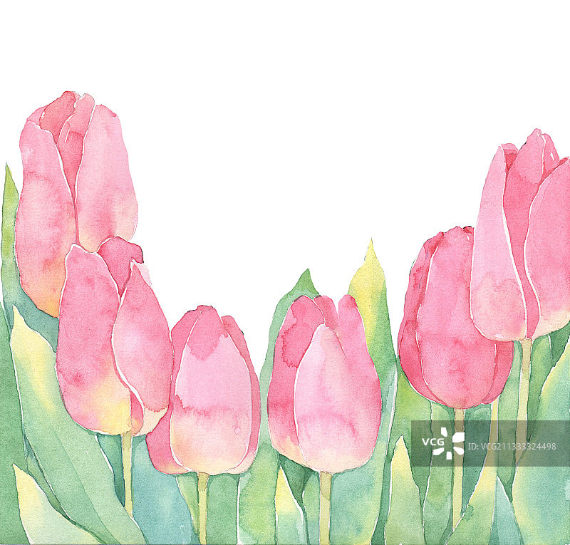 水彩插画 粉色的郁金香图片素材