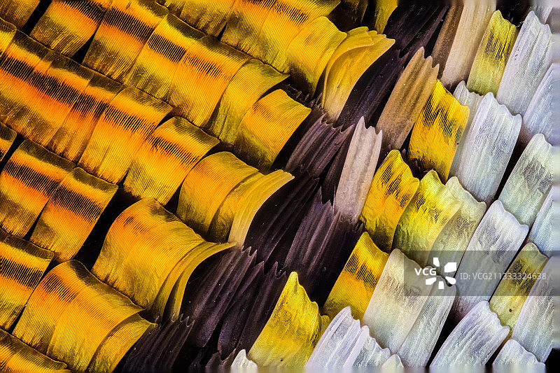 太阳蛾䗲片图片素材