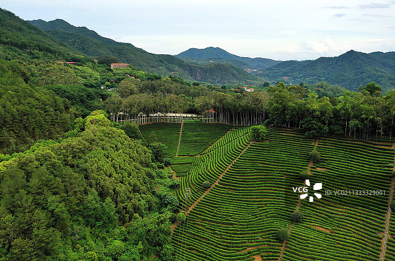 广东省梅州市梅县区雁南飞茶田景区航拍图片素材