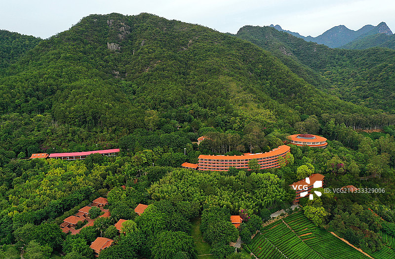 广东省梅州市梅县区雁南飞茶田景区航拍图片素材