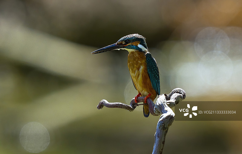 Alcedo翠鸟图片素材