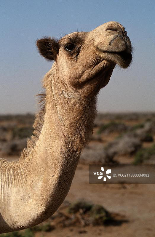 埃及非洲的单峰骆驼图片素材