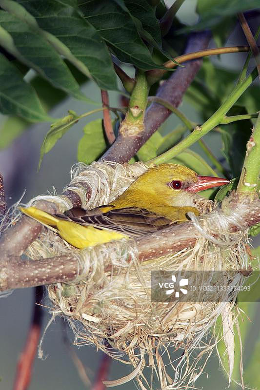 欧亚金莺（Oriolus oriolus），雌性，保加利亚，欧洲图片素材