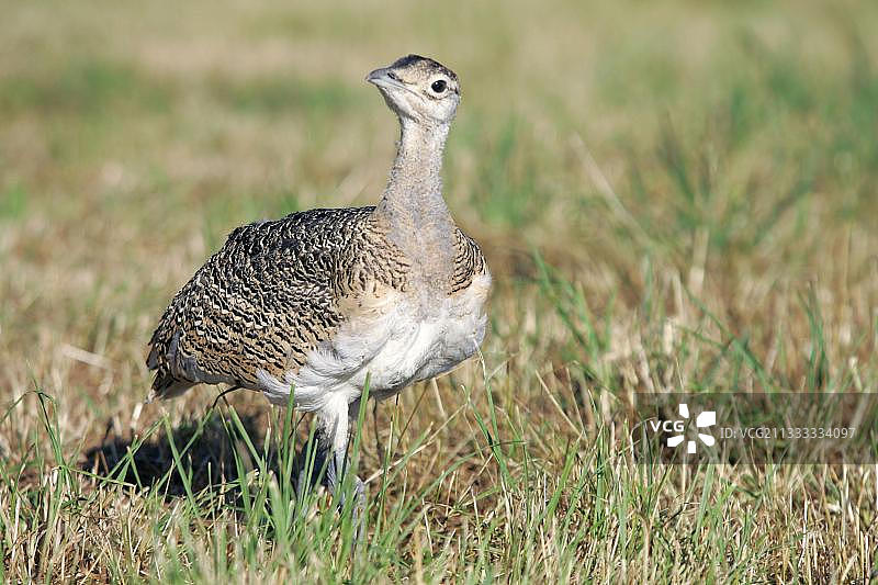 大鸨（Otis tarda）图片素材