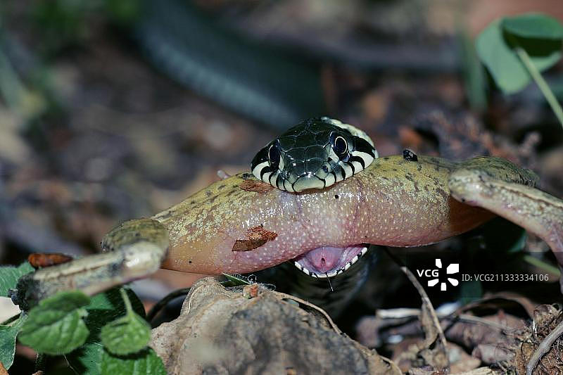 德国梅克伦堡-前波美拉尼亚草蛇捕食敏捷蛙图片素材