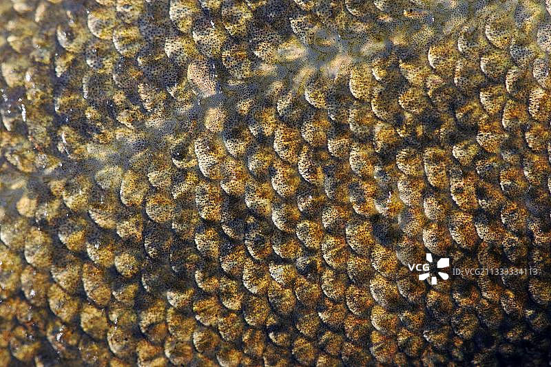 带鳞丁鲷，梅克伦堡-西波美拉尼亚图片素材