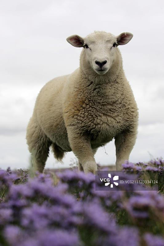 家养绵羊，哈利格格罗德，石勒苏益格-荷尔斯泰因，家养绵羊，哈利格格罗德，格罗德，绵羊，德国，欧洲图片素材