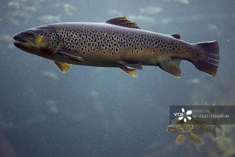 鳟鱼（Salmo trutta）图片素材