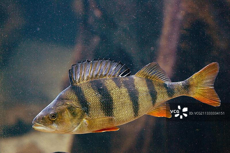 欧洲河鲈（Perca fluviatilis），自由放养图片素材