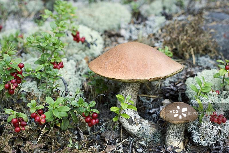 橙色白桦牛肝菌，芬兰帕特温苏瓦国家公园图片素材