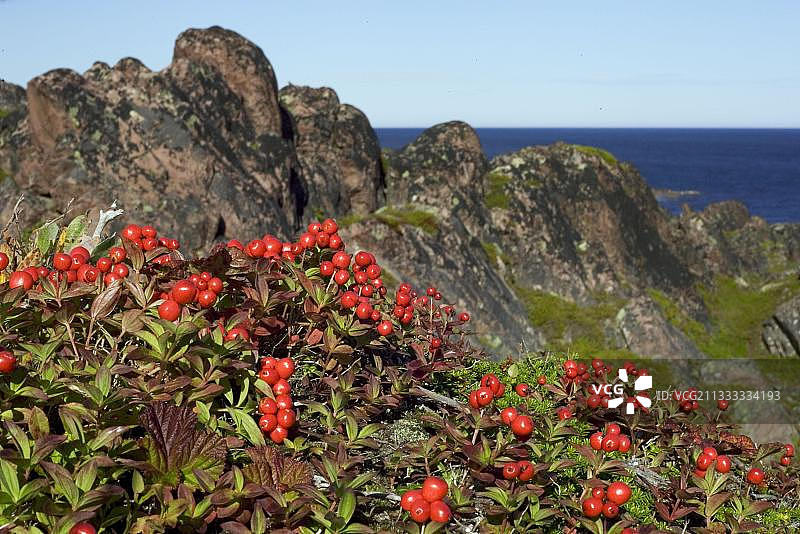 瑞典山茱萸，挪威芬马克郡瓦朗厄尔半岛，瓦朗厄尔峡湾，欧洲图片素材