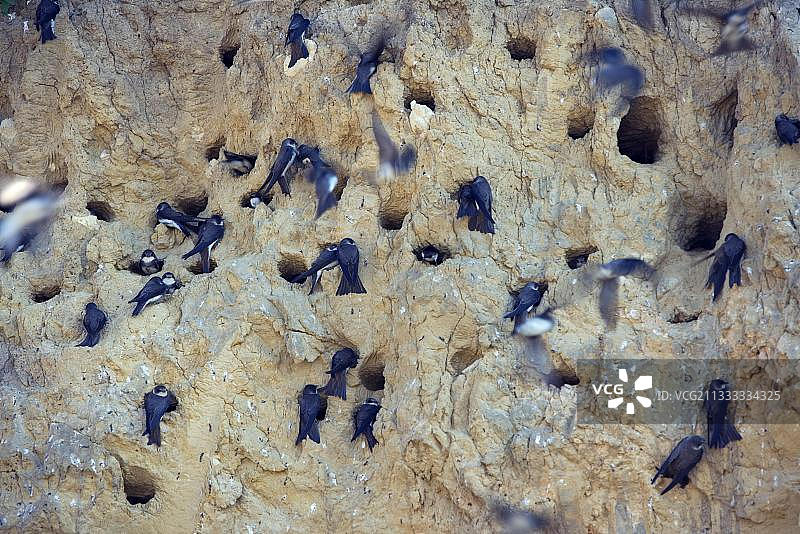 沙燕（崖沙燕）：保加利亚的燕子图片素材