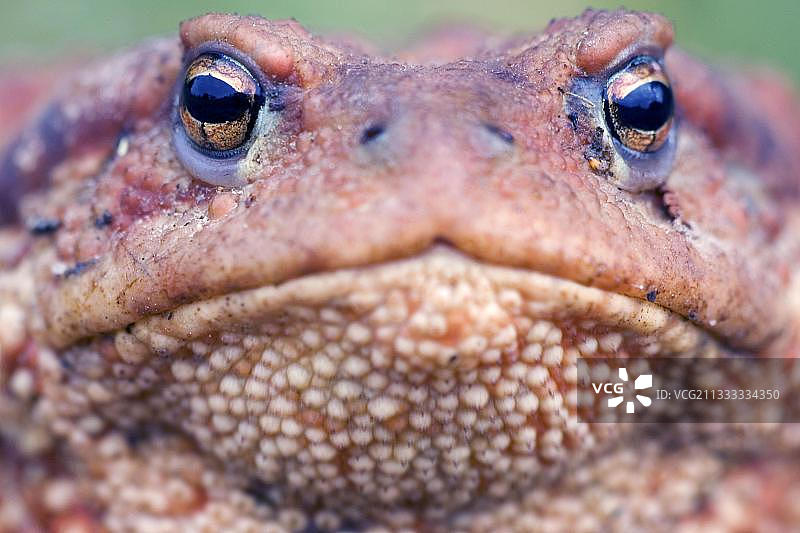 地中海普通蟾蜍，保加利亚图片素材