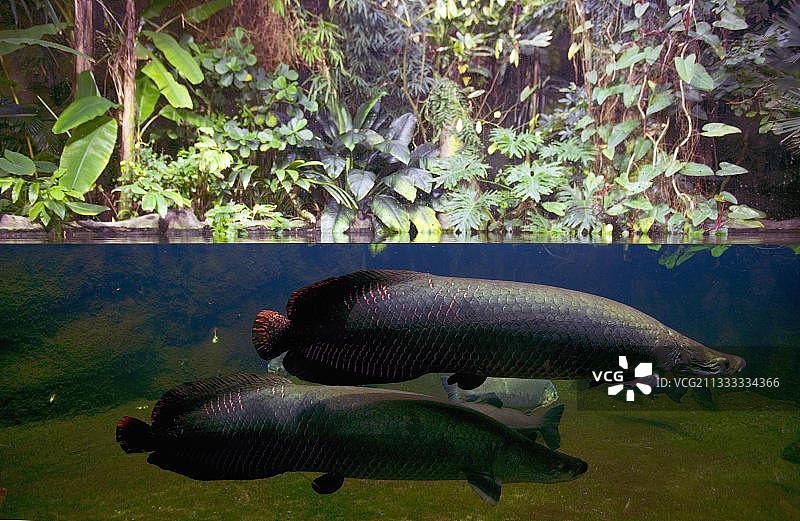 巨骨舌鱼图片素材