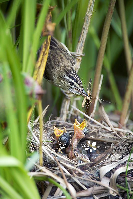 在巢中与雏鸟在一起的芦苇莺图片素材