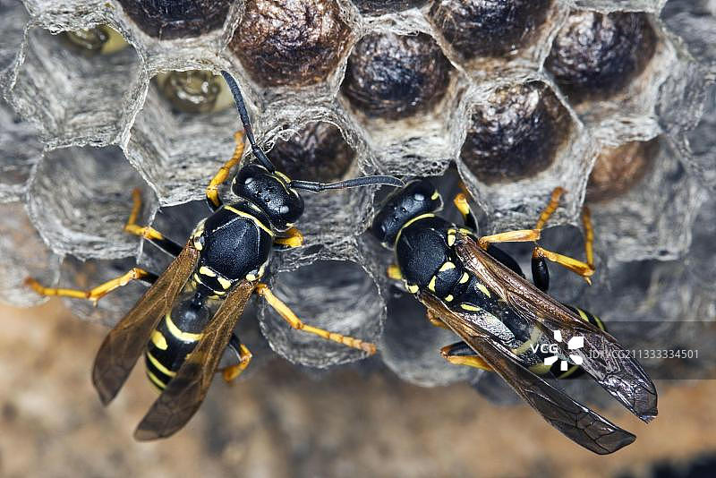 巢中的欧洲黄胡蜂，奥地利，欧洲图片素材