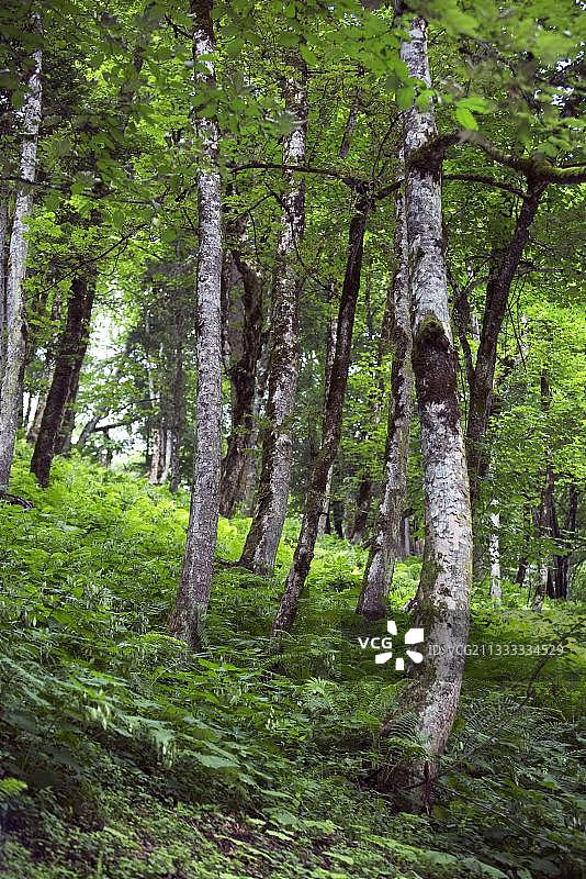 卡普伦山谷山林，奥地利，欧洲图片素材