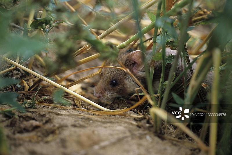 藏起来的年轻普通仓鼠，德国下萨克森州（Cricetus cricetus）图片素材