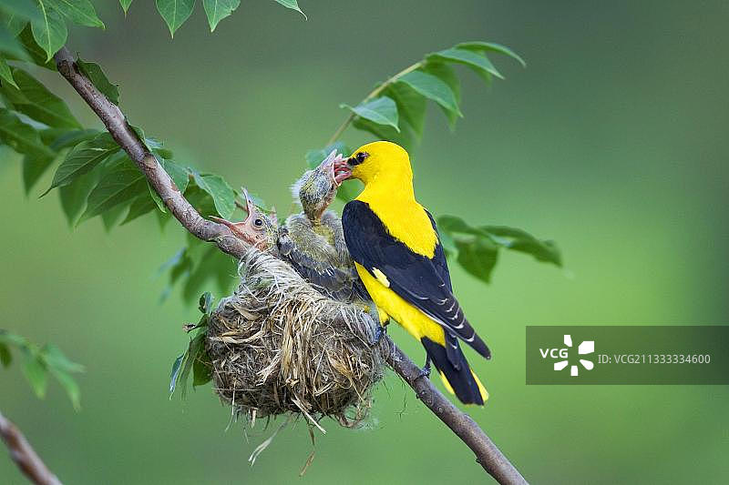 欧亚金莺（雄性）在巢中与雏鸟，保加利亚，欧洲图片素材