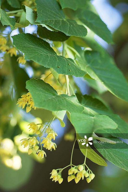 保加利亚欧洲银石灰（Tilia tomentosa）图片素材