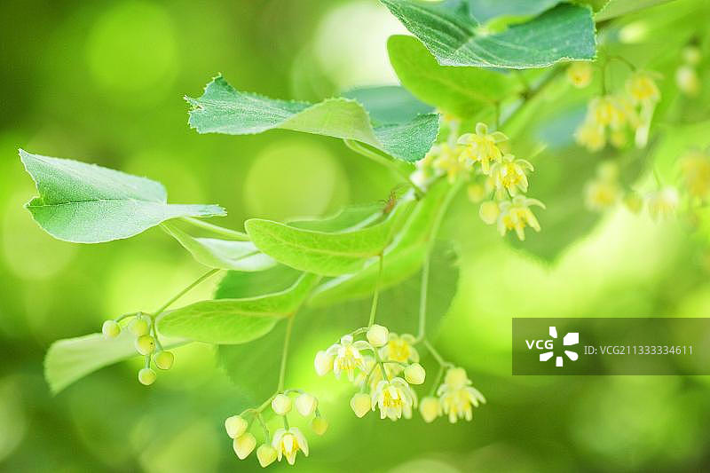 保加利亚欧洲银石灰（Tilia tomentosa）图片素材