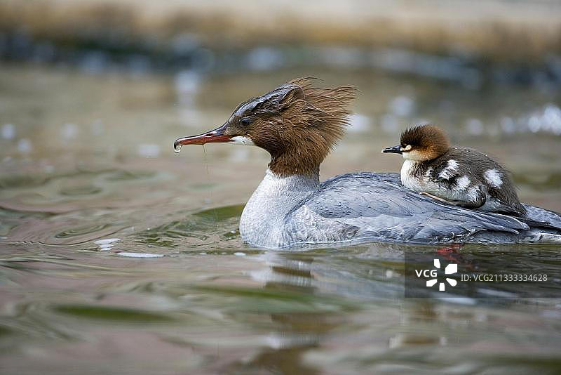 普通秋沙鸭（Mergus merganser），背上有小鸭的雌鸟，德国巴伐利亚图片素材