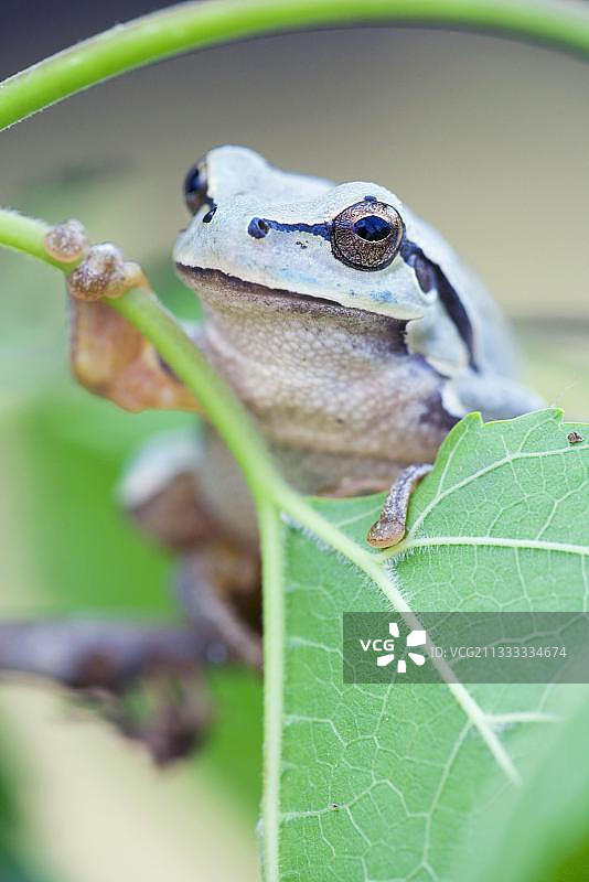 欧洲树蛙，保加利亚，欧洲图片素材