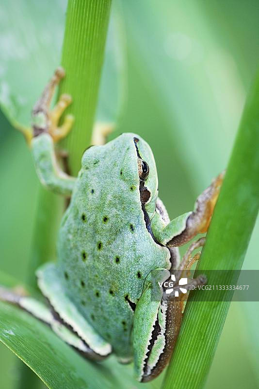 欧洲树蛙，保加利亚，欧洲图片素材