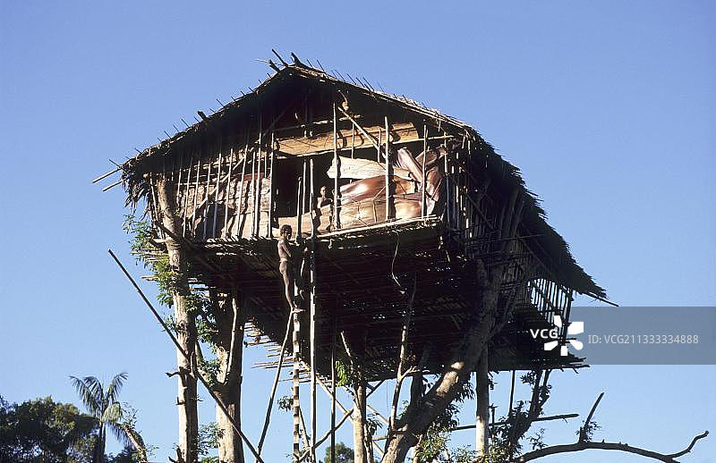印度尼西亚巴布亚科罗瓦伊部落的传统树屋图片素材