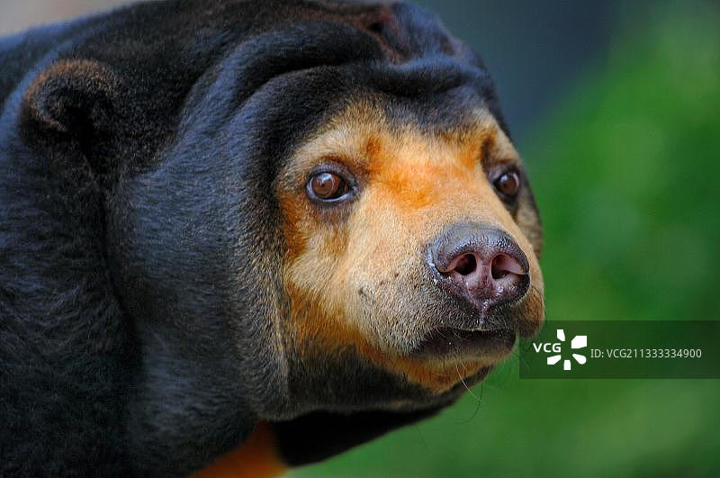 马来熊图片素材